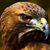 Nadeem Anwer Dar's profile image