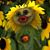 Dawn Holcomb Holster's profile image