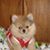 Donna Solomon Connelly's profile image