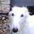 Ronny Blackstock's profile image
