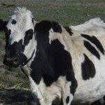 Jan O'Dell Bothwell's profile image