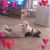Denise Papich's profile image