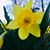 Laura Leeds Brobyn's profile image