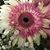Lori Pitts Birman's profile image