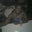 Towanda Record's profile image