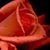 Judy Ulm's profile image