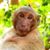 Liane Albert's profile image