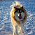 Dana Platta's profile image