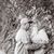 Nellie N Alfie Whitley's profile image
