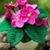 راجيه الجنه's profile image