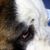 Suzanne Schiavoni's profile image