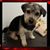 Chuck Mosser's profile image