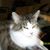 Sue Shamblin's profile image
