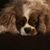 Chelsea Brealey Nokes's profile image