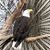 Paola D. Cremonesi's profile image