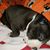 Sue Davis Brown's profile image