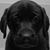 Susan Davidson-Niepoth's profile image