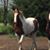 Ron Northrup's profile image