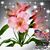 Jolie Guerra's profile image