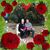 Rachel Schlepp's profile image