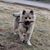 Dawn Campbell Blashich's profile image