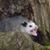 Anne Mitchell's profile image