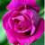 Elizabeth Miralrio's profile image
