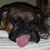 Denise Cassidy-Dietsch's profile image