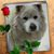 Paul Schmidt's profile image
