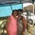 LaToya Breaux's profile image