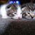 Deb Wilhelm's profile image