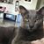 Shelley Landsman Goldstein's profile image