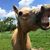 Patty Sheppard's profile image