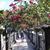 Amera Tooma's profile image