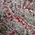 Rose Marie Carr's profile image