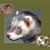 Rob Silverman's profile image