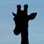 Lisa Davis Owens's profile image