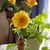 Nelly Inman's profile image