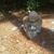 Melody DeLeonardis's profile image