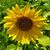 Robyn Nachtsheim Prudhomme's profile image