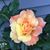 Linda Clark's profile image