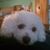 Carolyn Callas Dauphin Gross's profile image