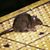 Sarah Waldman's profile image
