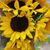 Kathleen Beliles Vandergrift's profile image