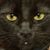 Dawn Hooper Broughear's profile image