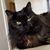 Stephanie Gershenson Perrier's profile image