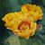 Bonnie Campbell's profile image