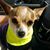 Groomer Lgn Blonde's profile image