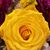 Jamie Williams's profile image