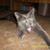 Laura Dyberg's profile image